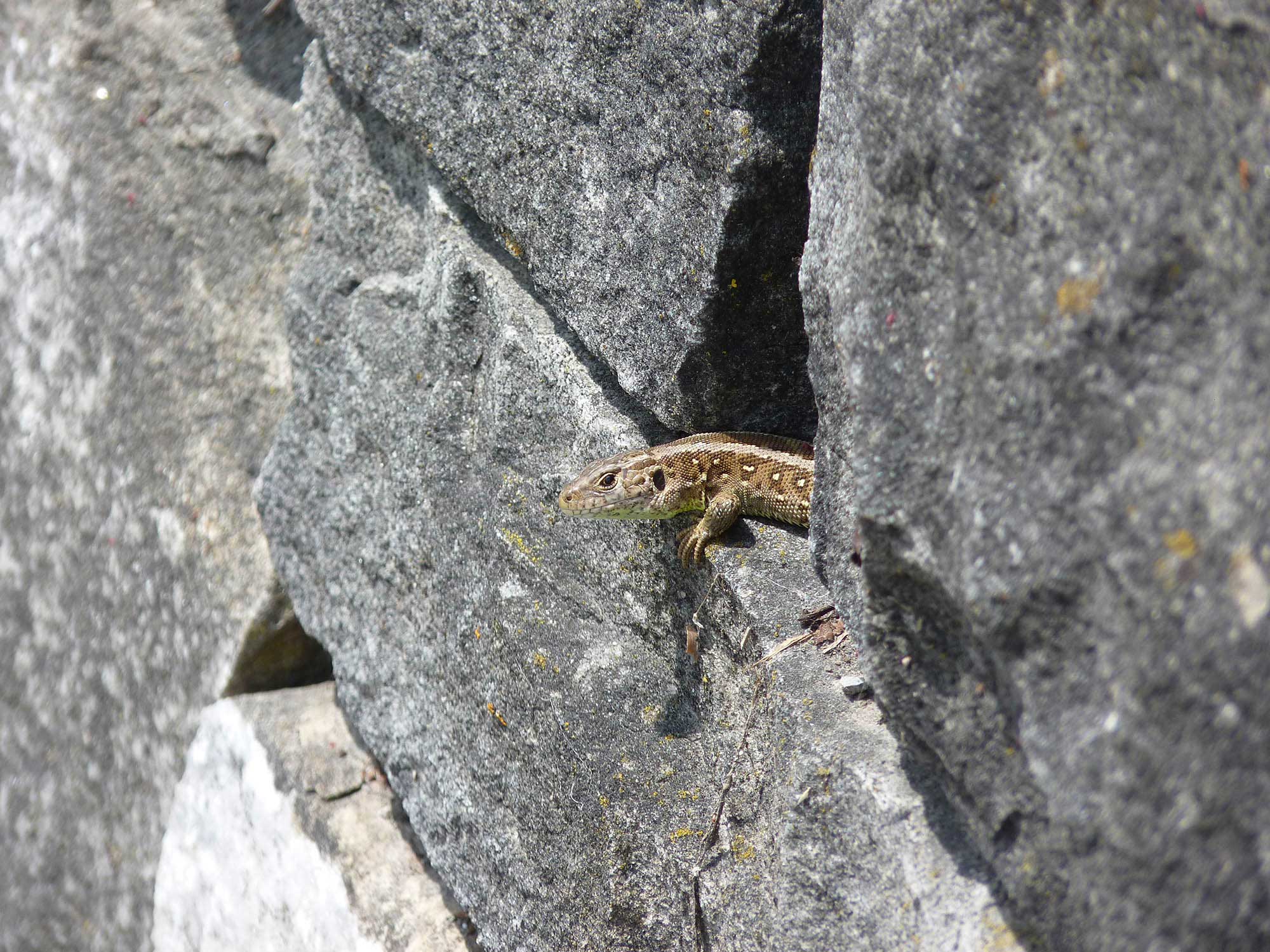 Trockenmaurer aus Leidenschaft